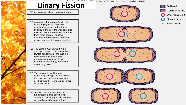 Binary Fission 