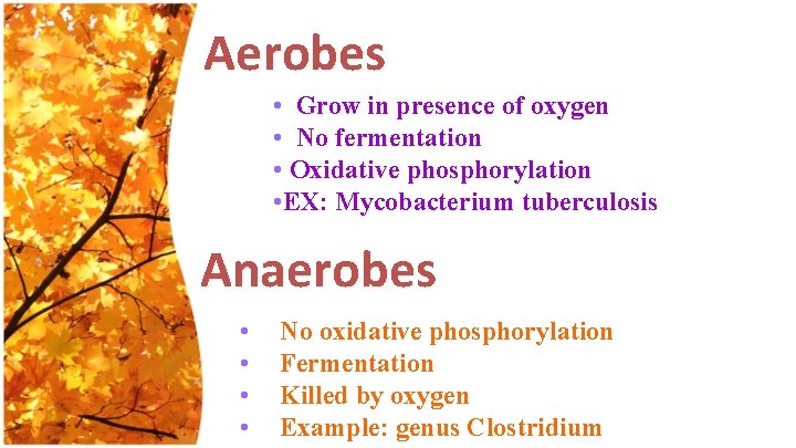 Aerobes • Grow in presence of oxygen • No fermentation • Oxidative phosphorylation •