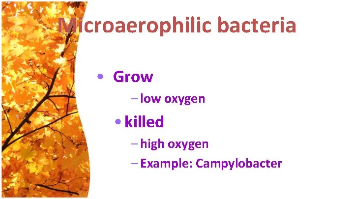 Microaerophilic bacteria • Grow – low oxygen • killed – high oxygen – Example: