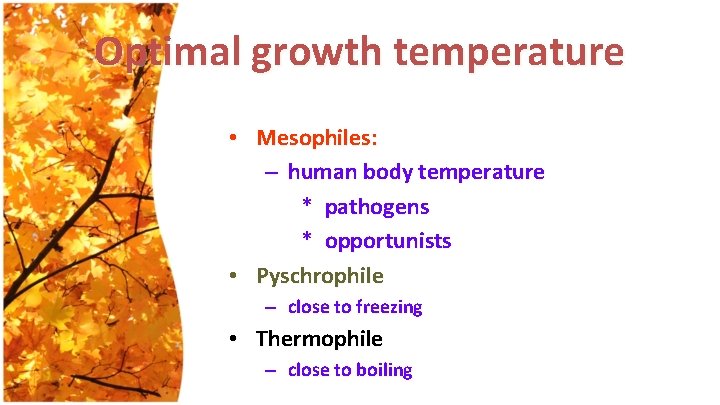 Optimal growth temperature • Mesophiles: – human body temperature * pathogens * opportunists •