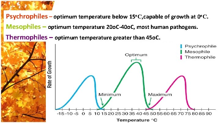 Psychrophiles – optimum temperature below 15 o. C, capable of growth at 0 o.