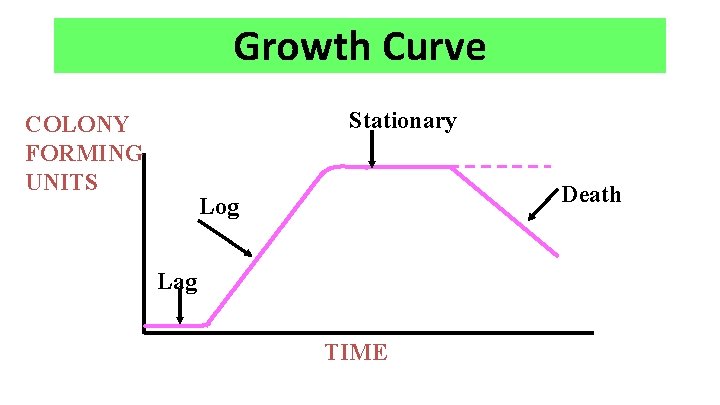 Growth Curve Stationary COLONY FORMING UNITS Death Log Lag TIME 