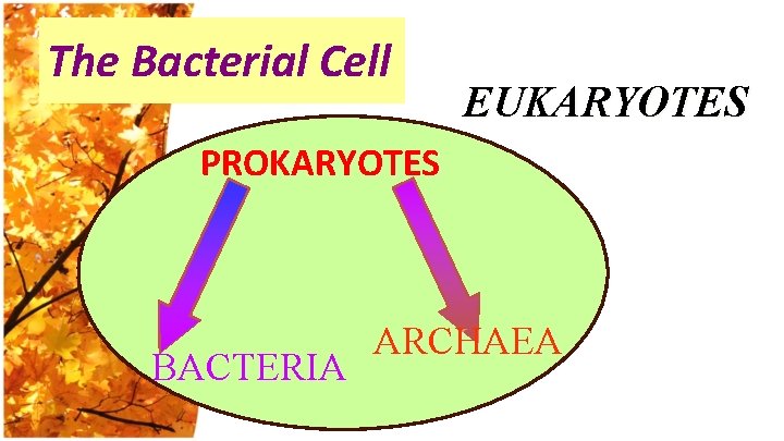 The Bacterial Cell EUKARYOTES PROKARYOTES BACTERIA ARCHAEA 