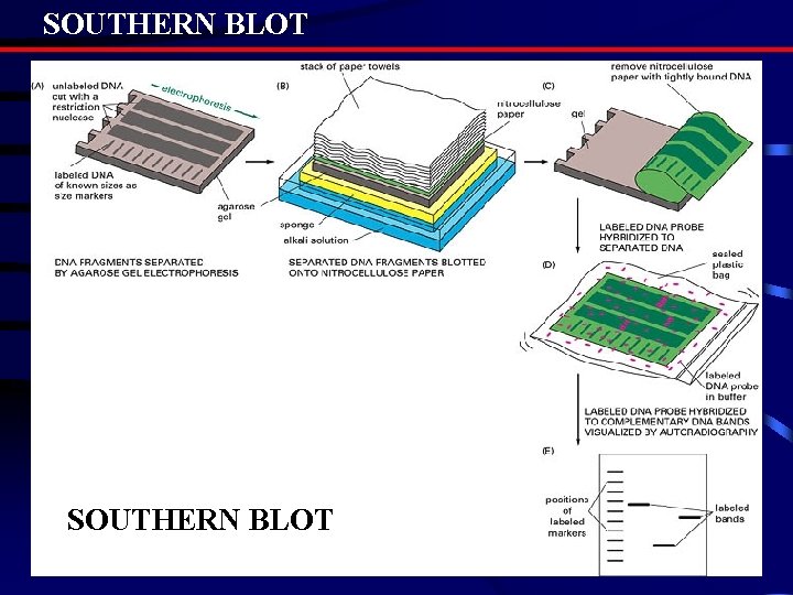 SOUTHERN BLOT 