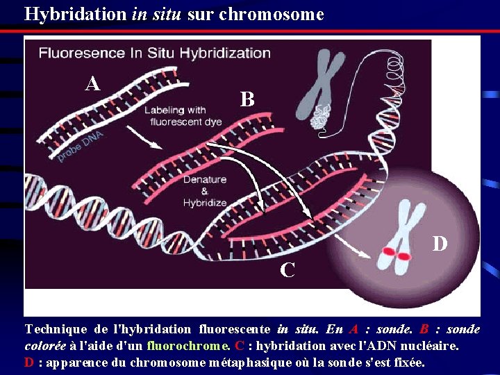 Hybridation in situ sur chromosome A B D C Technique de l'hybridation fluorescente in