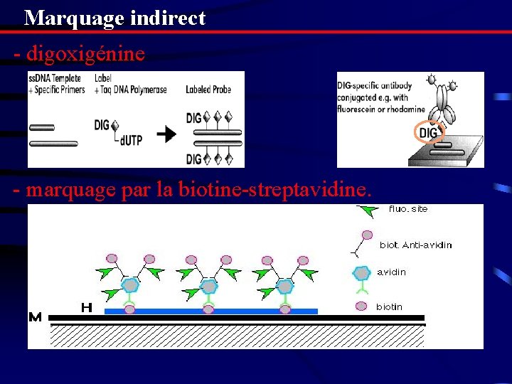 Marquage indirect - digoxigénine - marquage par la biotine-streptavidine. 