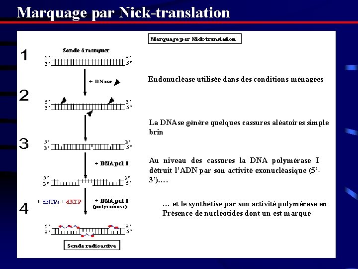 Marquage par Nick-translation Endonucléase utilisée dans des conditions ménagées La DNAse génère quelques cassures