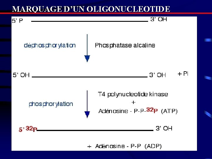 MARQUAGE D’UN OLIGONUCLEOTIDE 