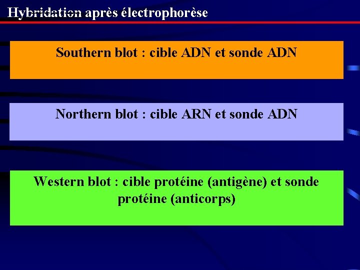 Hybridation après électrophorèse Southern blot : cible ADN et sonde ADN Northern blot :