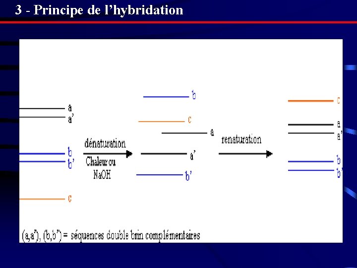 3 - Principe de l’hybridation 