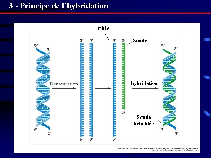 3 - Principe de l’hybridation cible Sonde hybridation Sonde hybridée 