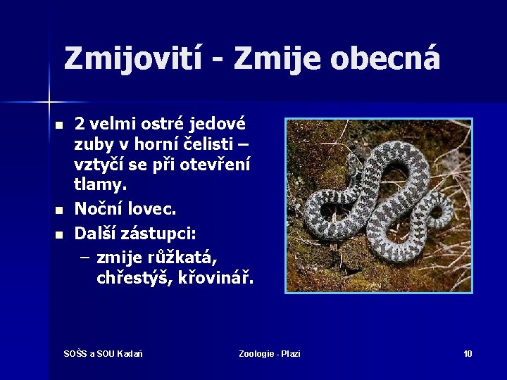 Zmijovití - Zmije obecná n n n 2 velmi ostré jedové zuby v horní