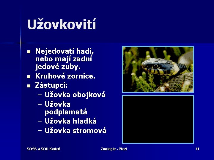 Užovkovití n n n Nejedovatí hadi, nebo mají zadní jedové zuby. Kruhové zornice. Zástupci: