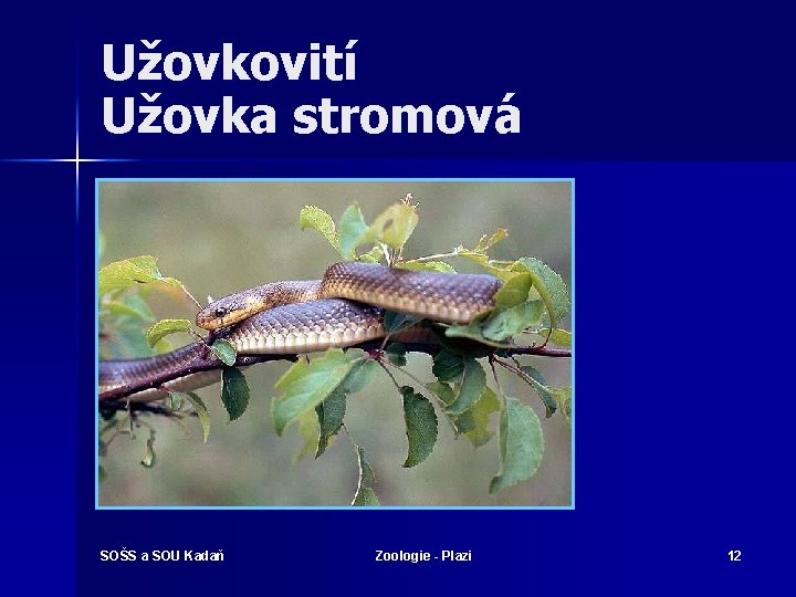 Užovkovití Užovka stromová SOŠS a SOU Kadaň Zoologie - Plazi 12 