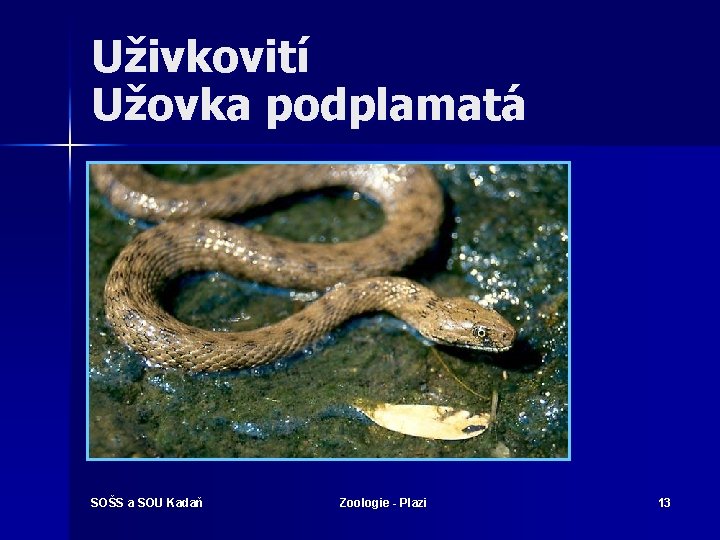 Uživkovití Užovka podplamatá SOŠS a SOU Kadaň Zoologie - Plazi 13 