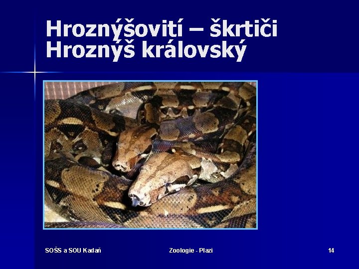 Hroznýšovití – škrtiči Hroznýš královský SOŠS a SOU Kadaň Zoologie - Plazi 14 