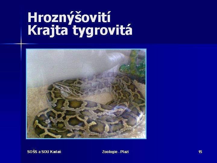 Hroznýšovití Krajta tygrovitá SOŠS a SOU Kadaň Zoologie - Plazi 15 