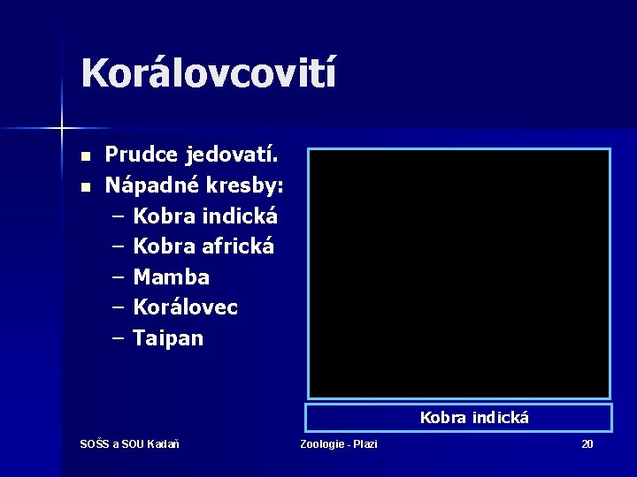 Korálovcovití n n Prudce jedovatí. Nápadné kresby: – Kobra indická – Kobra africká –