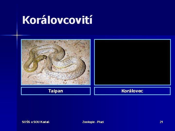 Korálovcovití Taipan SOŠS a SOU Kadaň Korálovec Zoologie - Plazi 21 