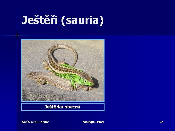 Ještěři (sauria) Ještěrka obecná SOŠS a SOU Kadaň Zoologie - Plazi 22 