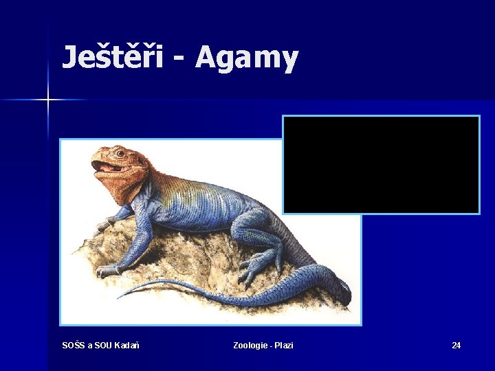 Ještěři - Agamy SOŠS a SOU Kadaň Zoologie - Plazi 24 