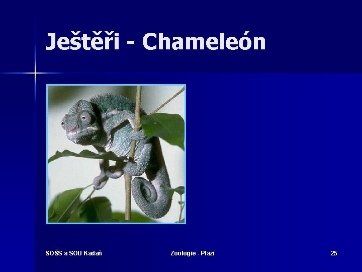 Ještěři - Chameleón SOŠS a SOU Kadaň Zoologie - Plazi 25 