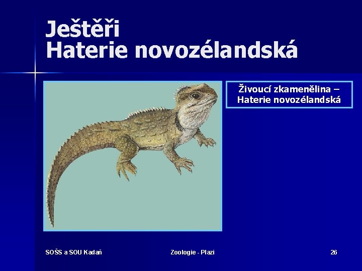 Ještěři Haterie novozélandská Živoucí zkamenělina – Haterie novozélandská SOŠS a SOU Kadaň Zoologie -