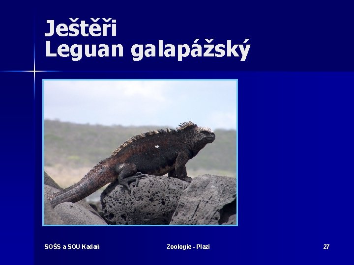 Ještěři Leguan galapážský SOŠS a SOU Kadaň Zoologie - Plazi 27 