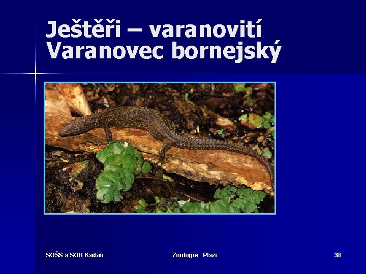 Ještěři – varanovití Varanovec bornejský SOŠS a SOU Kadaň Zoologie - Plazi 30 