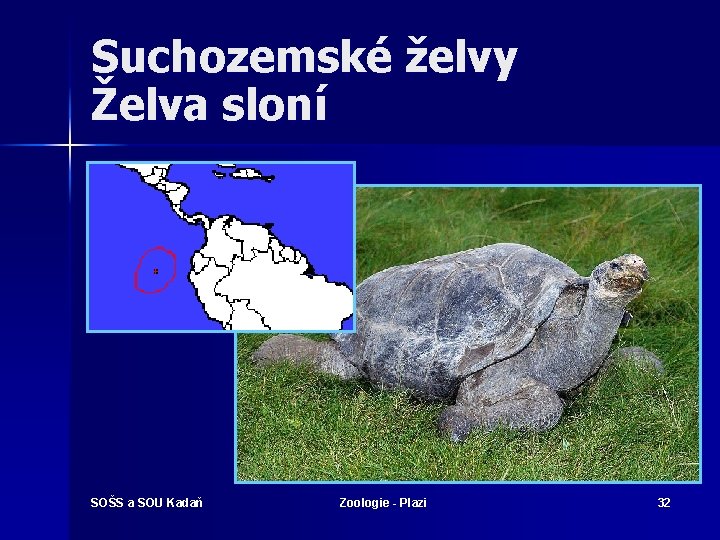 Suchozemské želvy Želva sloní SOŠS a SOU Kadaň Zoologie - Plazi 32 