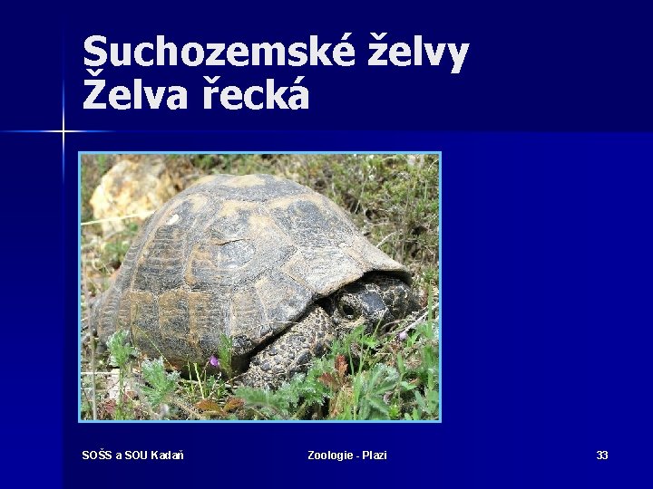 Suchozemské želvy Želva řecká SOŠS a SOU Kadaň Zoologie - Plazi 33 