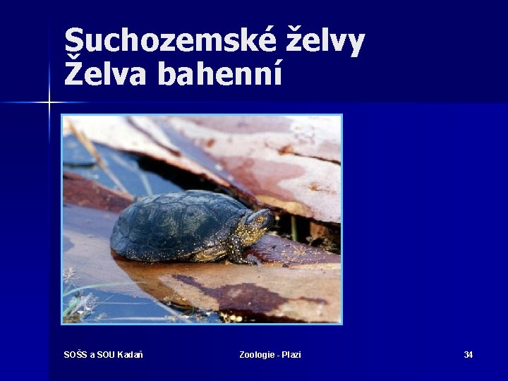Suchozemské želvy Želva bahenní SOŠS a SOU Kadaň Zoologie - Plazi 34 