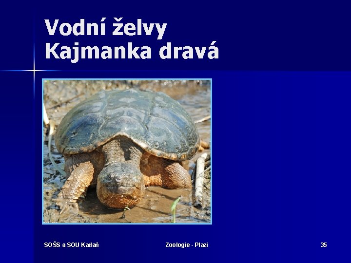 Vodní želvy Kajmanka dravá SOŠS a SOU Kadaň Zoologie - Plazi 35 