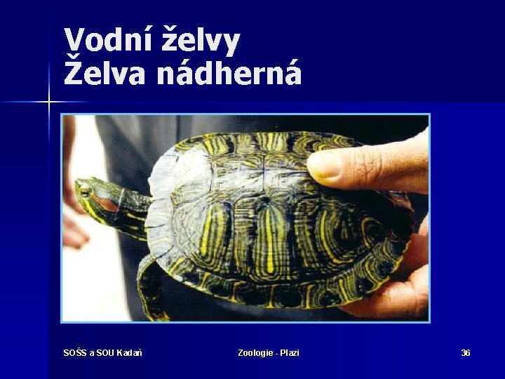 Vodní želvy Želva nádherná SOŠS a SOU Kadaň Zoologie - Plazi 36 