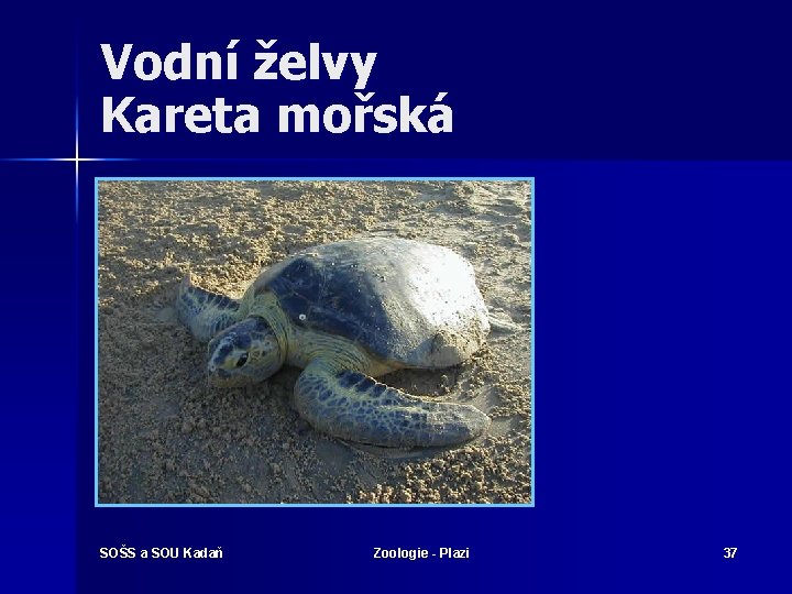 Vodní želvy Kareta mořská SOŠS a SOU Kadaň Zoologie - Plazi 37 