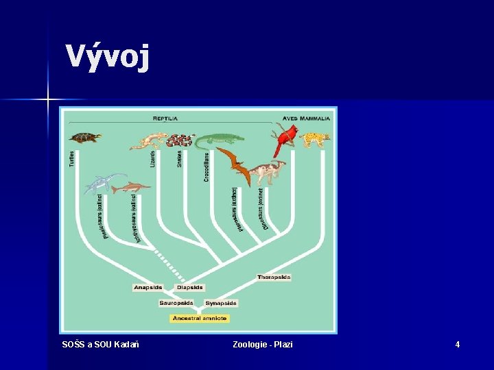 Vývoj SOŠS a SOU Kadaň Zoologie - Plazi 4 