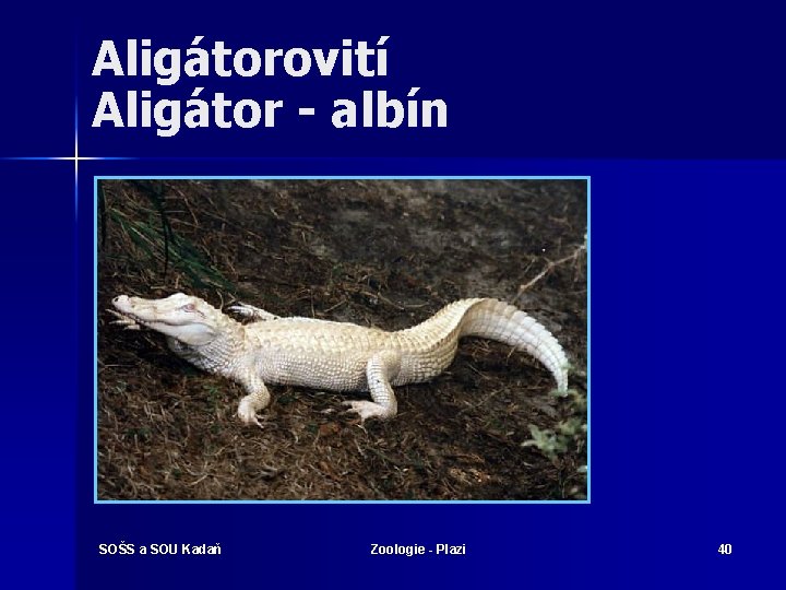 Aligátorovití Aligátor - albín SOŠS a SOU Kadaň Zoologie - Plazi 40 