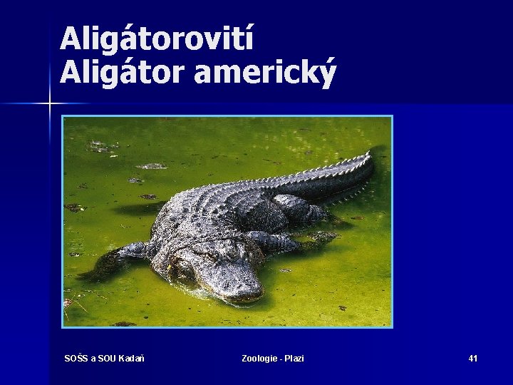 Aligátorovití Aligátor americký SOŠS a SOU Kadaň Zoologie - Plazi 41 