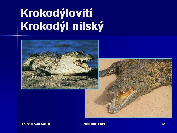 Krokodýlovití Krokodýl nilský SOŠS a SOU Kadaň Zoologie - Plazi 42 