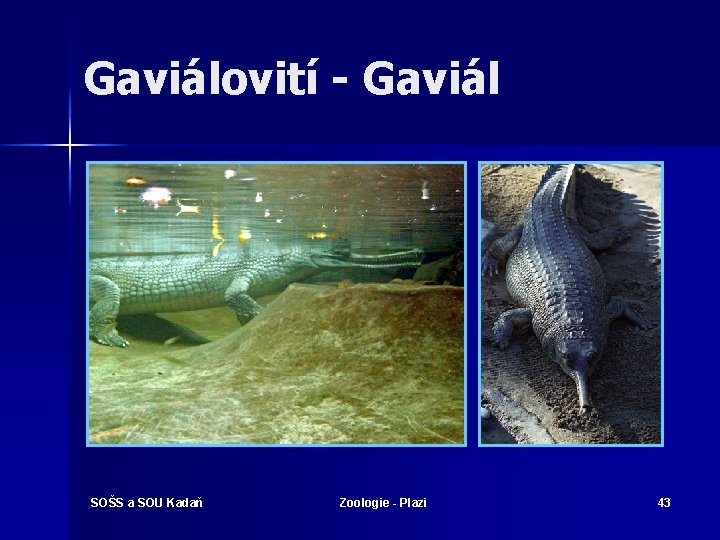 Gaviálovití - Gaviál SOŠS a SOU Kadaň Zoologie - Plazi 43 