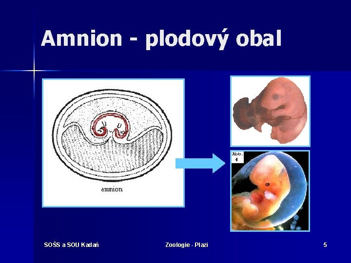 Amnion - plodový obal SOŠS a SOU Kadaň Zoologie - Plazi 5 