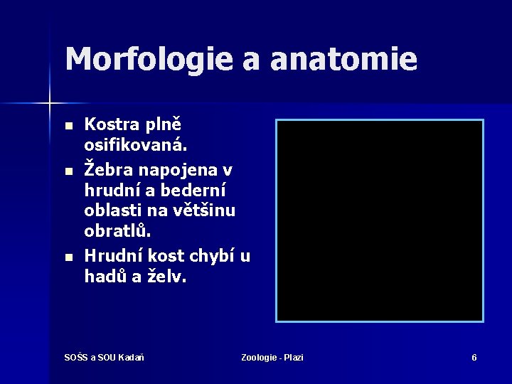 Morfologie a anatomie n n n Kostra plně osifikovaná. Žebra napojena v hrudní a