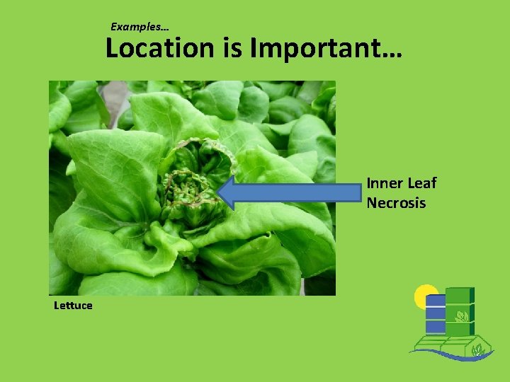 Examples… Location is Important… Inner Leaf Necrosis Lettuce 