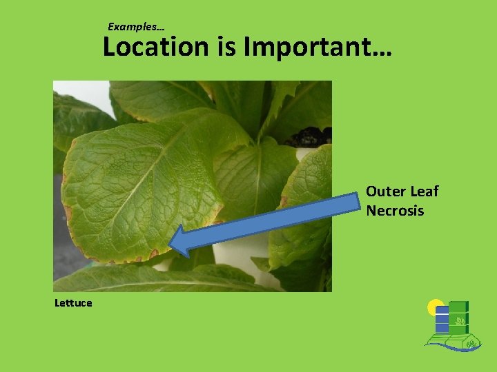 Examples… Location is Important… Outer Leaf Necrosis Lettuce 