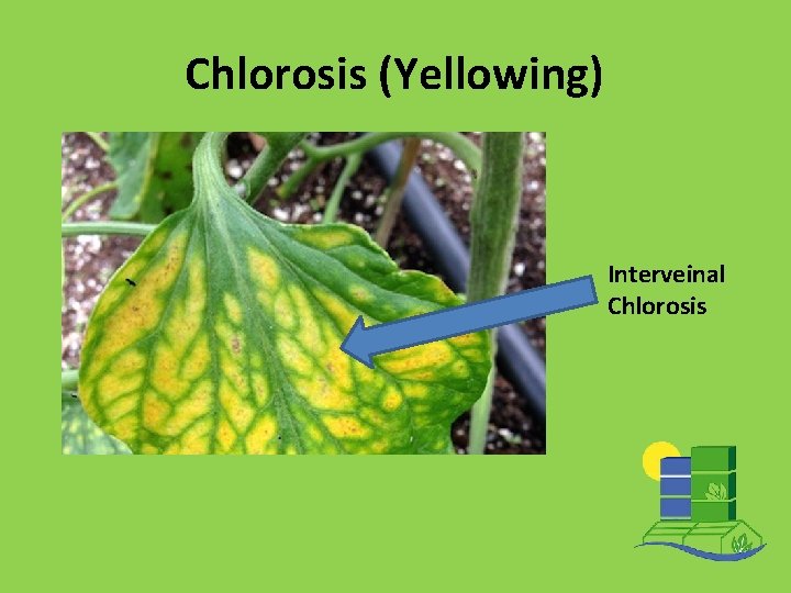 Chlorosis (Yellowing) Interveinal Chlorosis 
