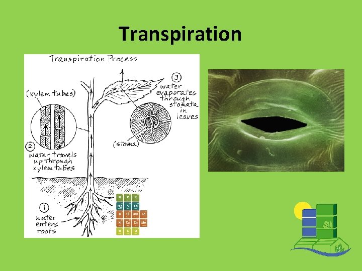 Transpiration 