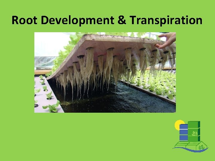 Root Development & Transpiration 