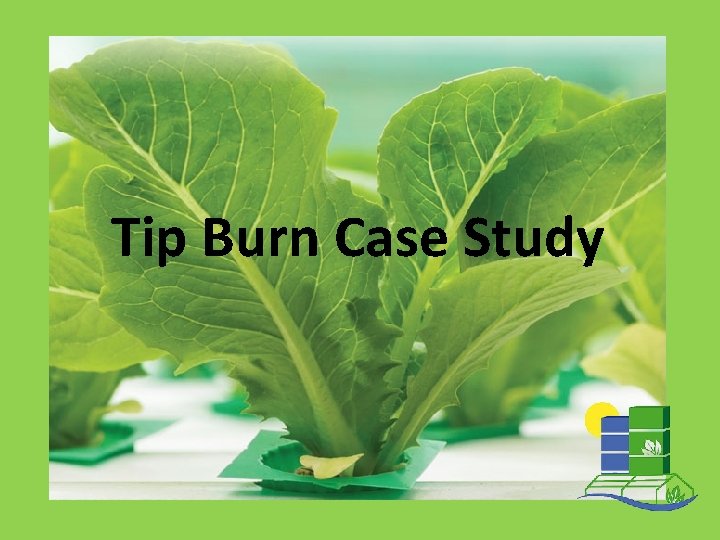 Tip Burn Case Study 