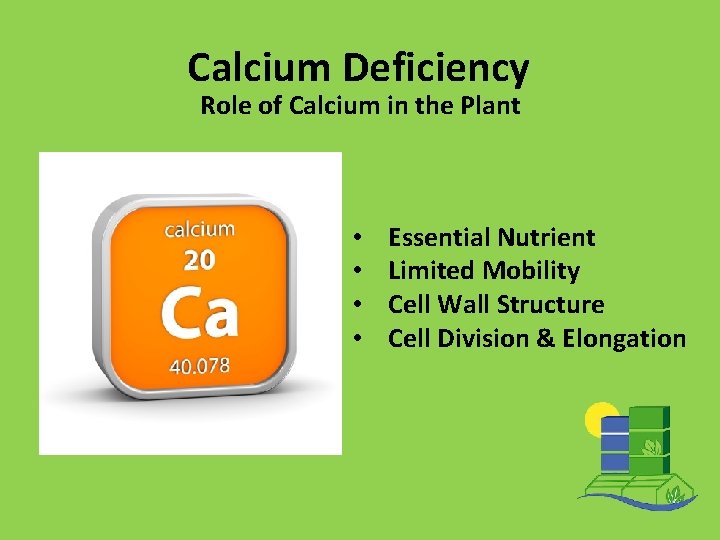 Calcium Deficiency Role of Calcium in the Plant • • Essential Nutrient Limited Mobility