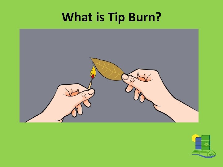 What is Tip Burn? 